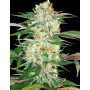 Семена конопли Divine Sativa от Divine Seeds - Smartshop-smartshop.ua®
