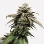 Семена конопли Divine Sativa от Divine Seeds - Smartshop-smartshop.ua®