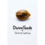 Семена конопли Divine Sativa от Divine Seeds - Smartshop-smartshop.ua®