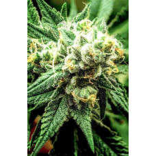 Divine Sativa