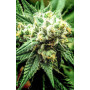 Семена конопли Divine Sativa от Divine Seeds - Smartshop-smartshop.ua®