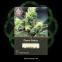 Семена конопли Divine Sativa от Divine Seeds - Smartshop-smartshop.ua®