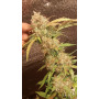 Семена конопли Auto Afghan Bullet от Divine Seeds - Smartshop-smartshop.ua®