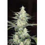 Насіння конопель Opium від Divine Seeds - Smartshop-smartshop.ua®