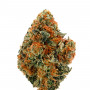 Насіння конопель Auto Dos Si Dos Feminised Silver від Error Seeds - Smartshop-smartshop.ua®