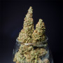Семена конопли Durban Poison Feminised Gold от Error Seeds - Smartshop-smartshop.ua®