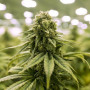 Семена конопли Euphoria от Divine Seeds - Smartshop-smartshop.ua®