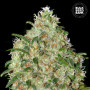 Cannabis seeds AMNESIA PLATINUM from Bulk Seed Bank at Smartshop-smartshop.ua®
