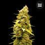 Cannabis seeds BANANA MONKEY from Bulk Seed Bank at Smartshop-smartshop.ua®