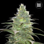 Cannabis seeds BLUEBERRY BERRY from Bulk Seed Bank at Smartshop-smartshop.ua®