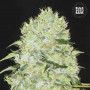 Cannabis seeds BUBBLEGUM EXTRA from Bulk Seed Bank at Smartshop-smartshop.ua®