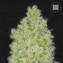 Cannabis seeds CHRONICAL from Bulk Seed Bank at Smartshop-smartshop.ua®