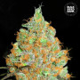 Cannabis seeds CRITICAL MASS from Bulk Seed Bank at Smartshop-smartshop.ua®