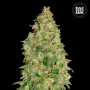 Cannabis seeds DUBAI POISON from Bulk Seed Bank at Smartshop-smartshop.ua®