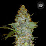 Cannabis seeds EUFORIA SPECIAL from Bulk Seed Bank at Smartshop-smartshop.ua®