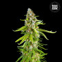 Cannabis seeds GRANDE CRACK from Bulk Seed Bank at Smartshop-smartshop.ua®