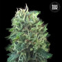 Cannabis seeds GREEN SCOUT COOKIES from Bulk Seed Bank at Smartshop-smartshop.ua®