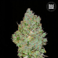 JACK HAIR - Bulk Seed Bank