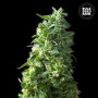 Cannabis seeds LIME SKUNK from Bulk Seed Bank at Smartshop-smartshop.ua®
