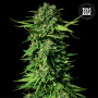 Cannabis seeds MANDALIME JUICE from Bulk Seed Bank at Smartshop-smartshop.ua®