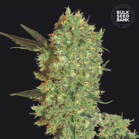 MARLEY’S BUD - Bulk Seed Bank