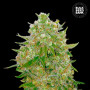Cannabis seeds MASTER KUSH GRAND from Bulk Seed Bank at Smartshop-smartshop.ua®
