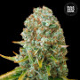 Cannabis seeds MOBY BIG from Bulk Seed Bank at Smartshop-smartshop.ua®