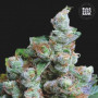 Cannabis seeds NBA DIESEL from Bulk Seed Bank at Smartshop-smartshop.ua®