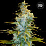 Cannabis seeds NORTHERN LIGHT from Bulk Seed Bank at Smartshop-smartshop.ua®