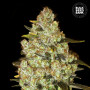 Cannabis seeds PSYCHEDELIC from Bulk Seed Bank at Smartshop-smartshop.ua®