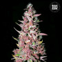 Cannabis seeds PURPLE GLAM KUSH from Bulk Seed Bank at Smartshop-smartshop.ua®