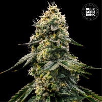 RUNTZ GLUNTZ - Bulk Seed Bank