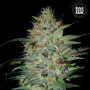 Cannabis seeds SENSIBLE STAR from Bulk Seed Bank at Smartshop-smartshop.ua®