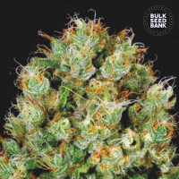 SOUR DIESEL - Bulk Seed Bank