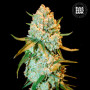 Cannabis seeds SPECIAL CRYSTAL HAZE from Bulk Seed Bank at Smartshop-smartshop.ua®