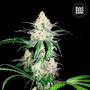 Cannabis seeds SPECIAL LIME HAZE from Bulk Seed Bank at Smartshop-smartshop.ua®