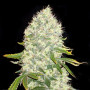 Cannabis seeds White Widow Feminised Silver from Error Seeds at Smartshop-smartshop.ua®
