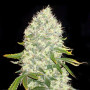 Семена конопли White Widow Feminised Gold от Error Seeds - Smartshop-smartshop.ua®
