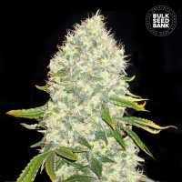 WHITE WIDOW - Bulk Seed Bank