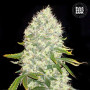 Cannabis seeds WHITE WIDOW from Bulk Seed Bank at Smartshop-smartshop.ua®