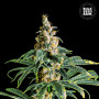 Cannabis seeds ZKITTLY ZI ZI from Bulk Seed Bank at Smartshop-smartshop.ua®