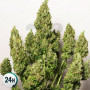 Семена конопли Auto Big Demon от Divine Seeds - Smartshop-smartshop.ua®