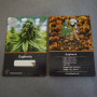 Семена конопли Euphoria от Divine Seeds - Smartshop-smartshop.ua®