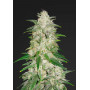 Семена конопли Gelato Feminised Gold от Error Seeds - Smartshop-smartshop.ua®