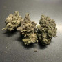 Насіння конопель Auto Critical Glue Feminised Silver від Error Seeds - Smartshop-smartshop.ua®