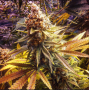 Семена конопли Gorilla Glue Feminised Gold от Error Seeds - Smartshop-smartshop.ua®