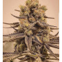 Семена конопли Grape Marmalade Feminised Silver от Error Seeds в Smartshop-smartshop.ua®
