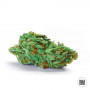 Cannabis seeds GREEN SCOUT COOKIES from Bulk Seed Bank at Smartshop-smartshop.ua®