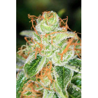 Hindu Kush