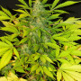 Cannabis seed variety Auto Hindu Kush Silver